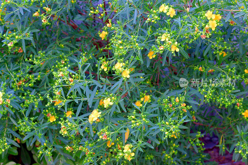 金丝桃/灌木状圣约翰草:明亮的黄色花，雄蕊日爆